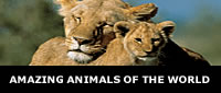 アメージング・アニマル・オブ・ザ・ワールド